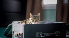 Kako potovati z mačko